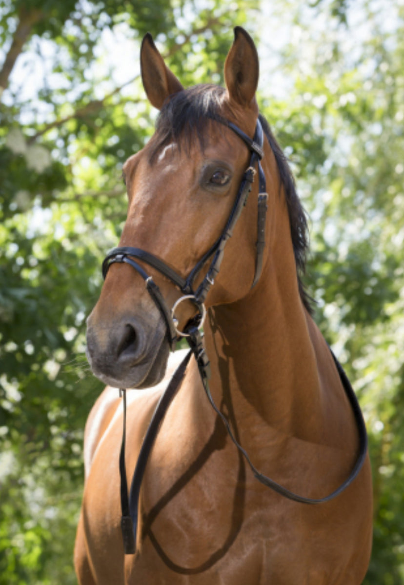 PVC Bridle