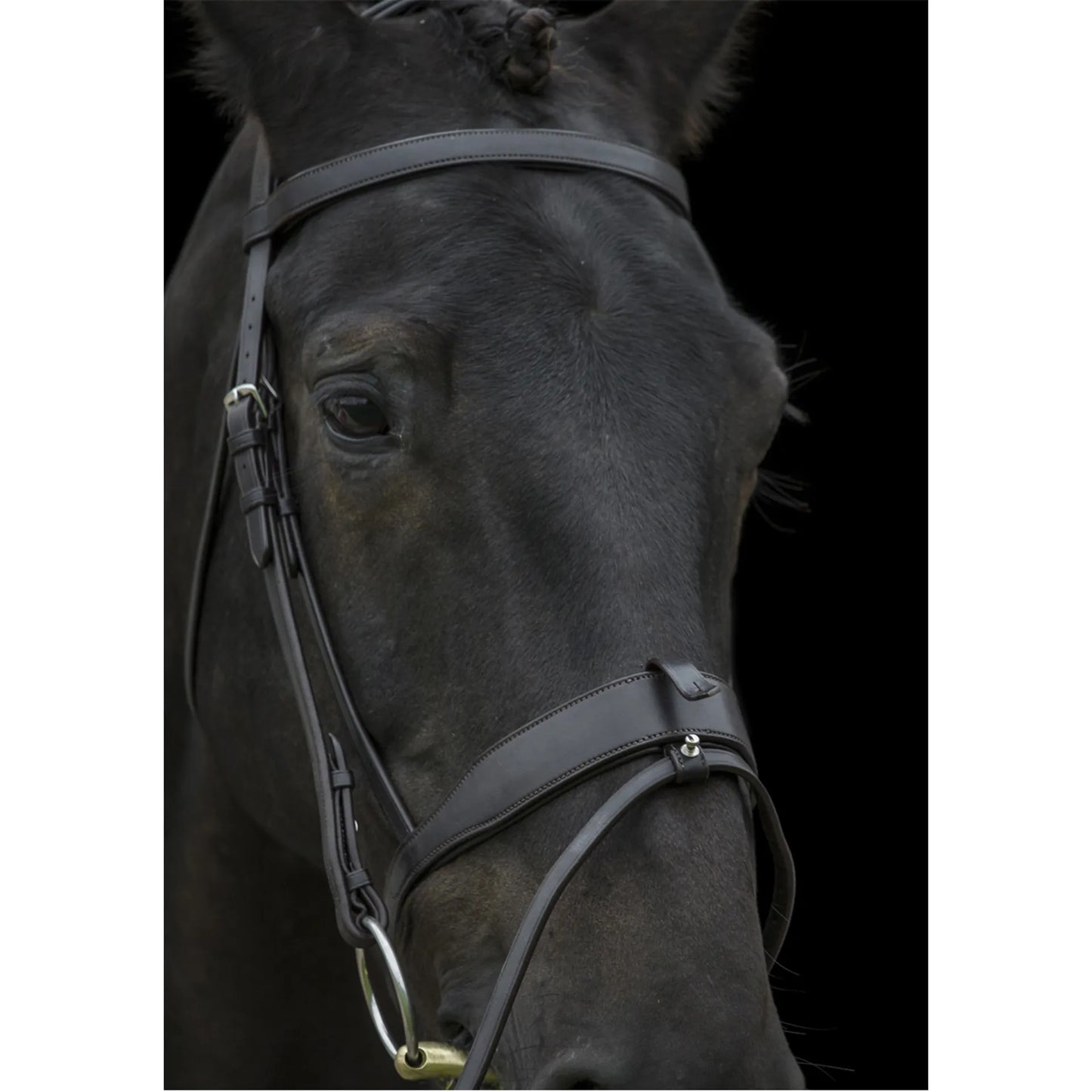 Ecorider Show Comfort Bridle