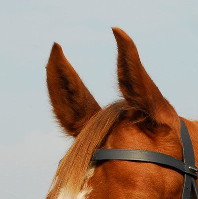 Heritage Plain Hunter Browband