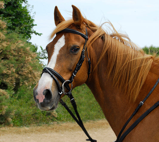 Windsor Leather Bridle With Flash Noseband