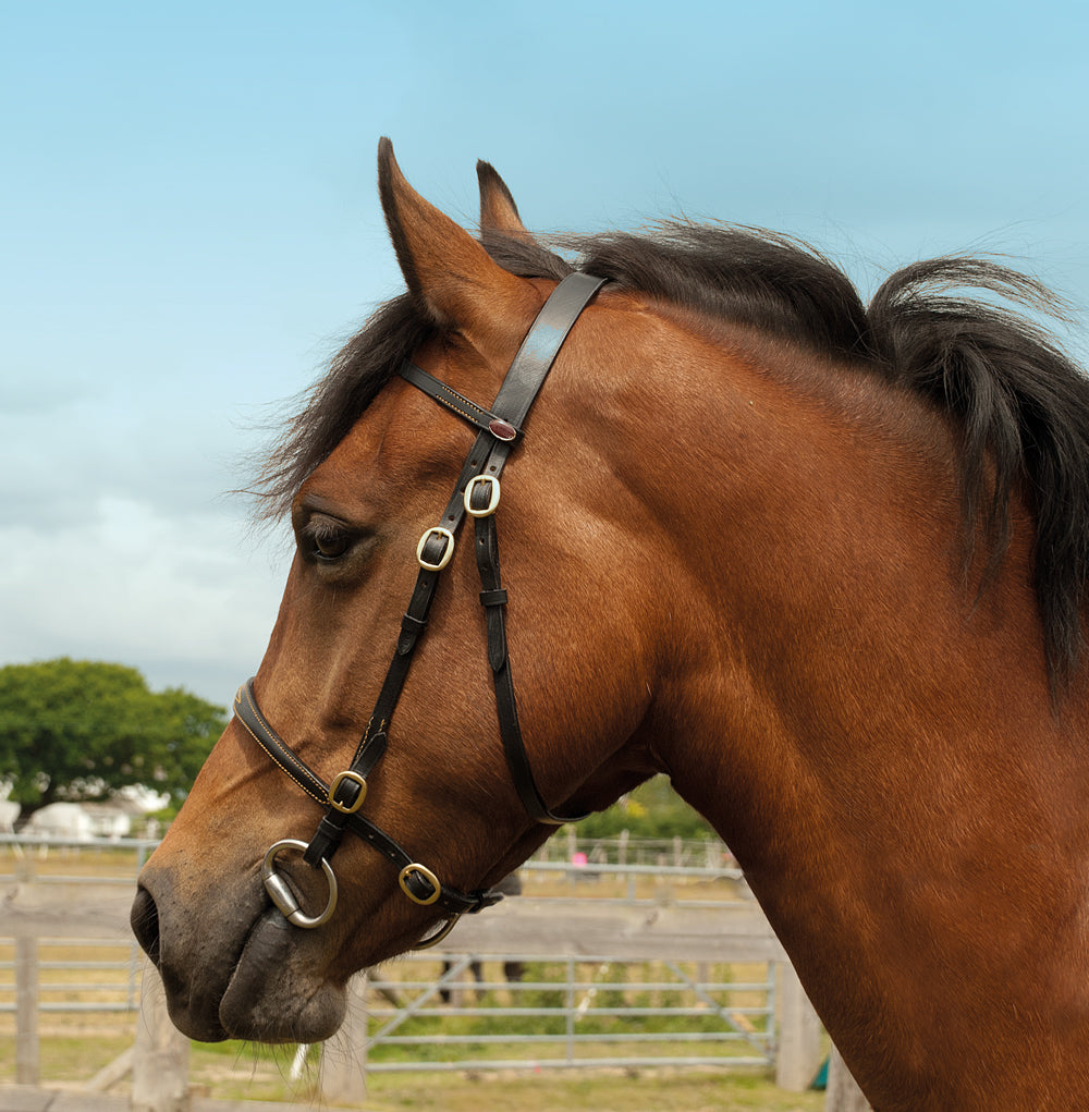 Windsor Equestrian Leather In-Hand Bridle