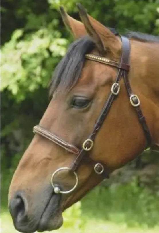 Breeze Up Inhand Bridle