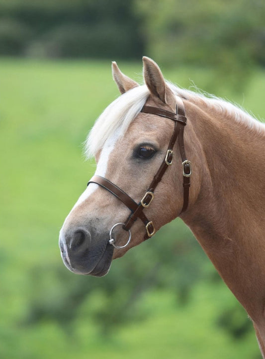 Velociti Gara In-hand Bridle