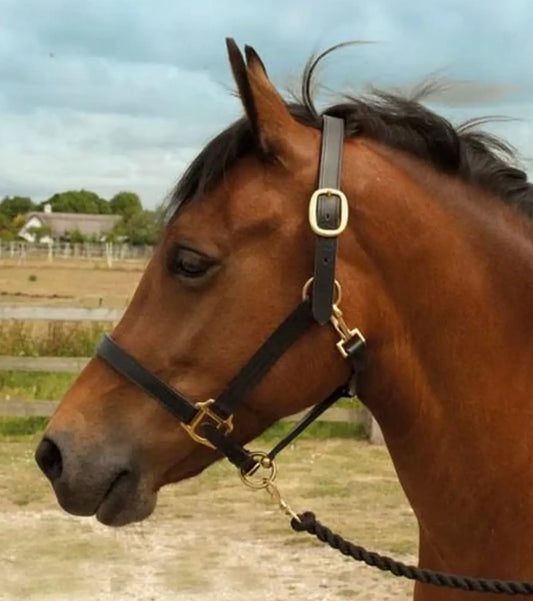 Windsor Leather Head Collar
