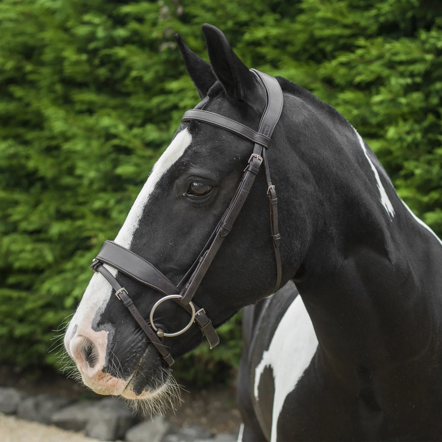 Ecorider Show Comfort Bridle